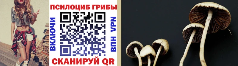 где купить наркотик  Демидов  Псилоцибиновые грибы GOLDEN TEACHER 